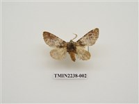 藏品(韋氏迴舟蛾)的圖片